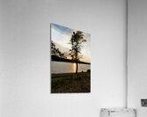 Curvy Tree Golden Sunset Acrylic Print