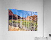 Dead Tree Colorado River Utah Acrylic Print