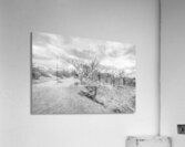 Juniper Along Mesa Arch Trail Grayscale Acrylic Print
