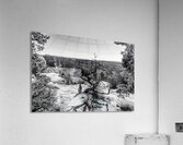 Crooked Tree At Spider Rock Grayscale Acrylic Print