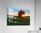 Red Sumac Tree Sunrise Countryside Acrylic Print