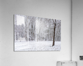 Snowy Forest Acrylic Print