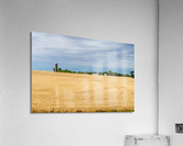 Kansas Wheat Farm Acrylic Print
