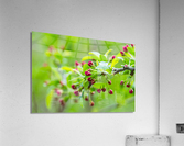 Spring Season Branches Acrylic Print