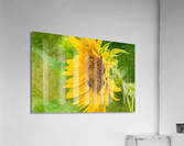 Bee And Sunflower Painterly Acrylic Print