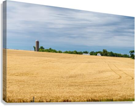 Kansas Wheat Farm Canvas Print