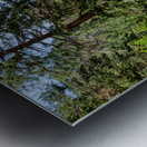 Colorado Forest Creek And Mountains Metal print