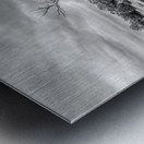 Juniper Along Mesa Arch Trail Grayscale Metal print