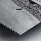 Hawk Over Little Golden Gate Grayscale Metal print