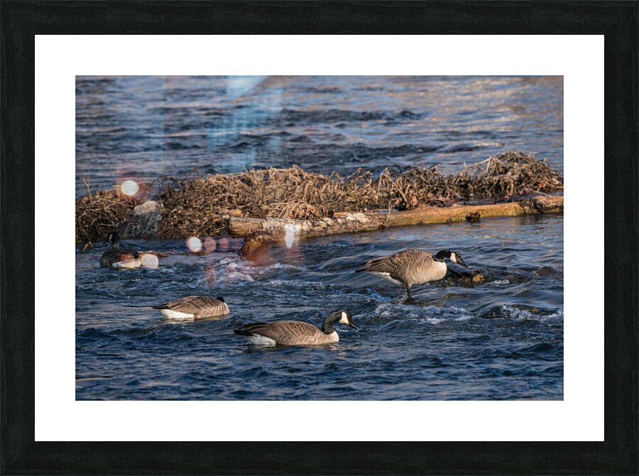 Canada Geese And Rapids Picture Frame print