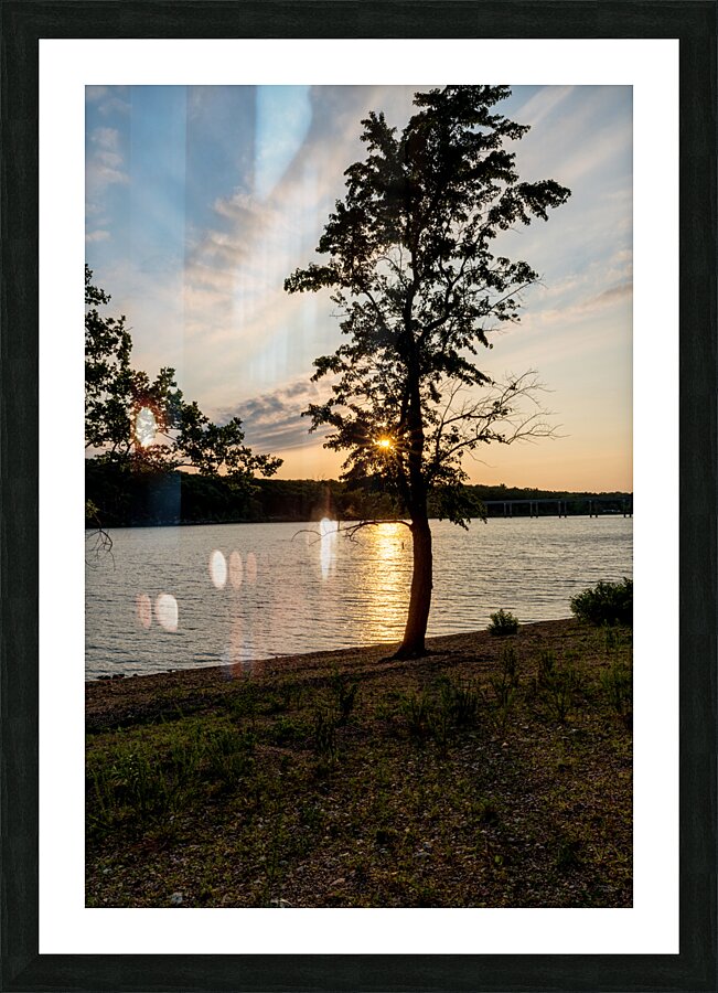 Curvy Tree Golden Sunset Picture Frame print