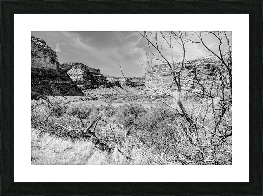 Dead Tree Colorado River Utah Grayscale Picture Frame print