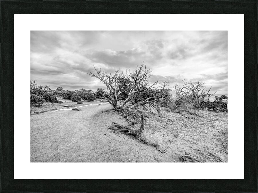 Juniper Along Mesa Arch Trail Grayscale Picture Frame print