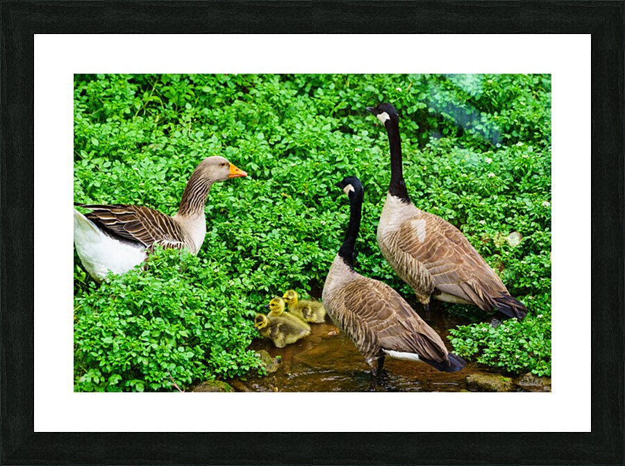 Protective Goose Family Picture Frame print