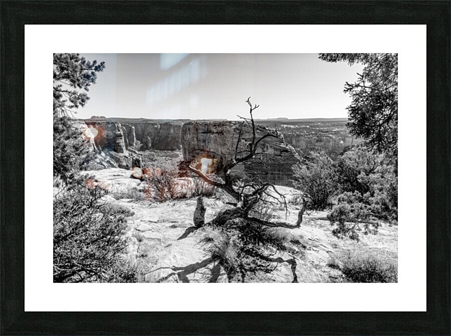 Crooked Tree At Spider Rock Grayscale Picture Frame print