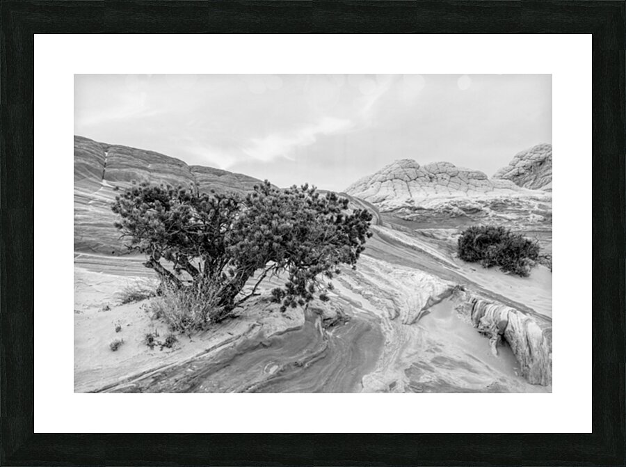 Juniper Growing In White Pocket Grayscale Picture Frame print