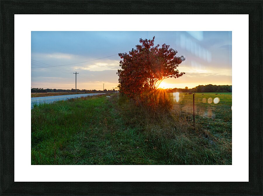 Red Sumac Tree Sunrise Countryside Picture Frame print