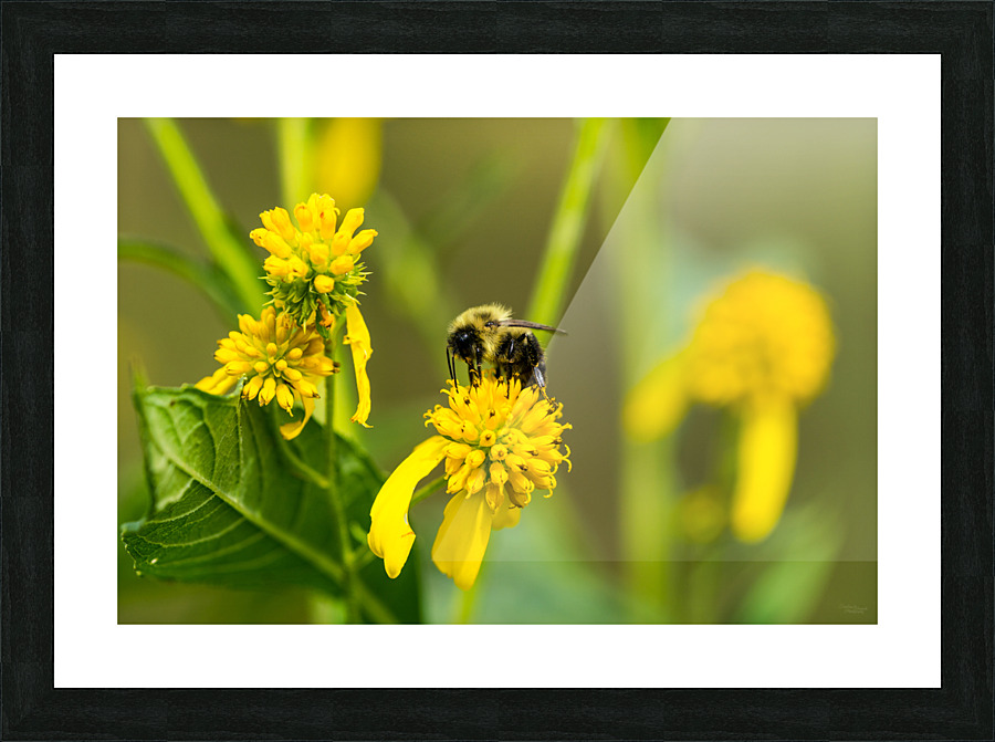 Bumblebee Picture Frame print