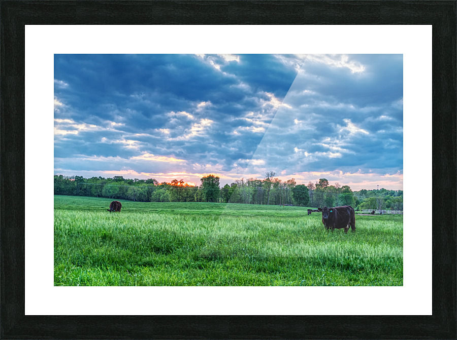 Cattle Field Farm Sunset Picture Frame print