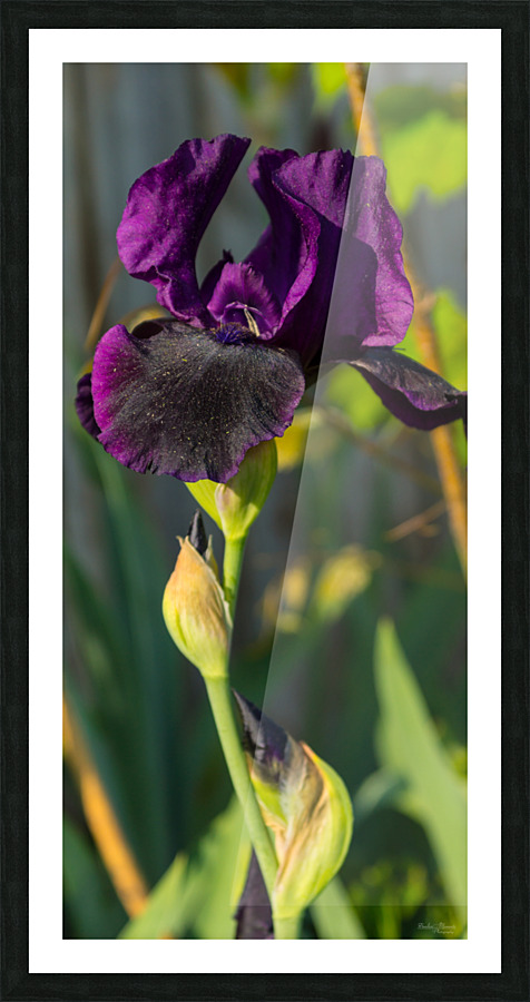 Dark Purple Iris Pano Picture Frame print
