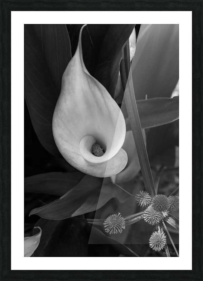 Calla Roll Grayscale Picture Frame print