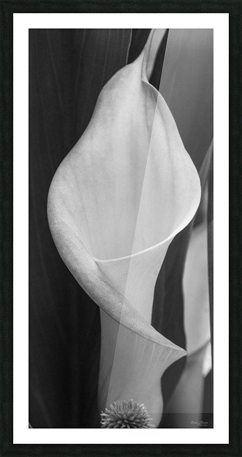 Calla Pano Grayscale Picture Frame print