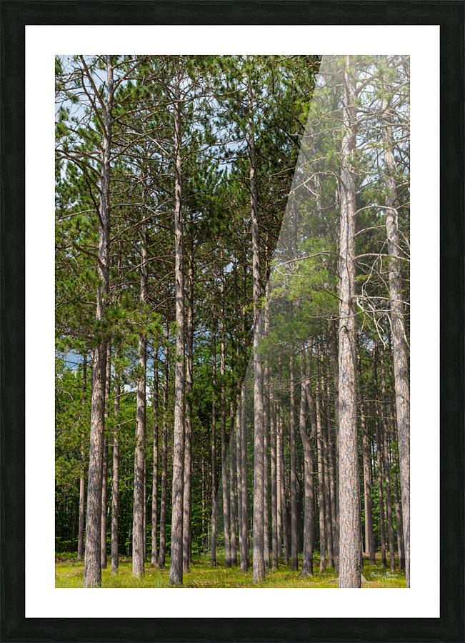 Tall Pines Picture Frame print