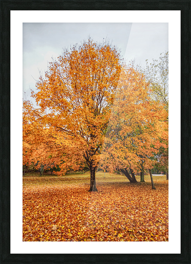 Orange Sugar Maple Picture Frame print