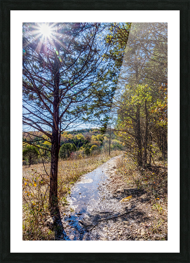 Sunshine Through A Pine Tree Picture Frame print