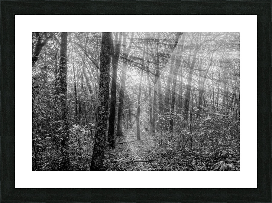 Sunrays Through Henning Conservation Woods Grayscale Picture Frame print