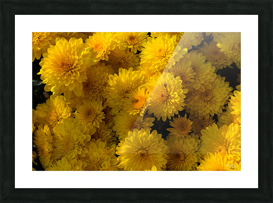 Golden Mums Picture Frame print