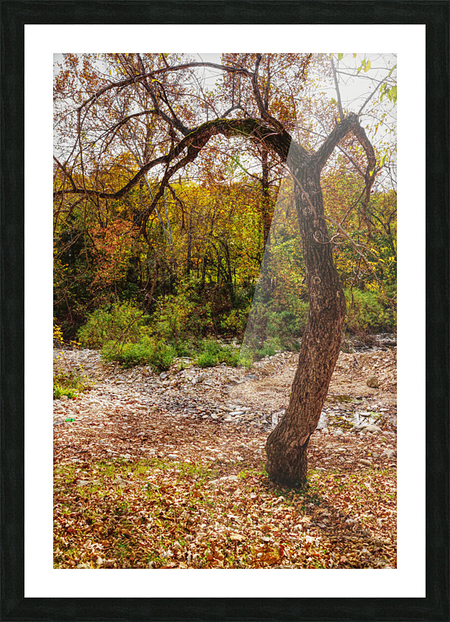 Nature Reaching Out Picture Frame print