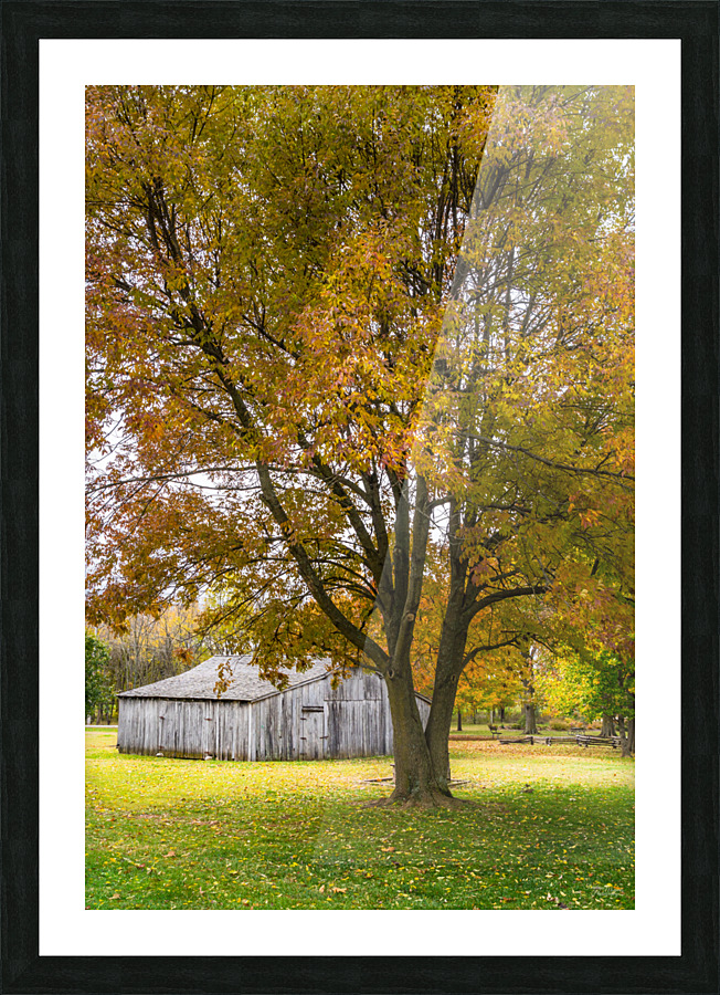 Autumn Tree With Barn Picture Frame print