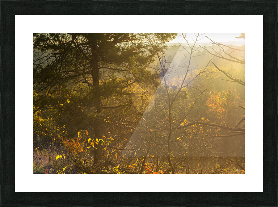 Spiderweb Forest Sunrise Picture Frame print
