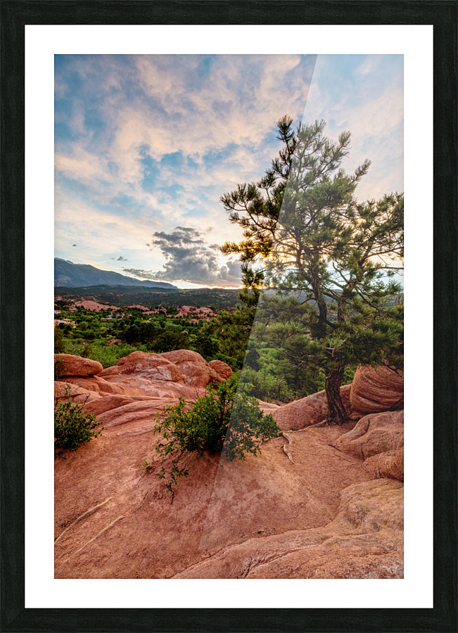 Colorado Pine Tree Sunset Picture Frame print