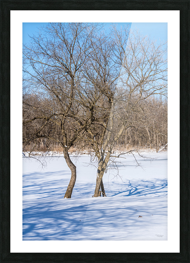 Crooked Winter Trees Springfield Picture Frame print