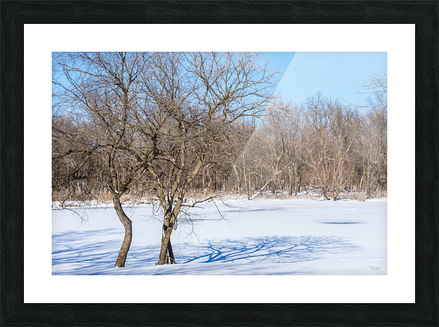 Springfield Crooked Winter Trees Picture Frame print
