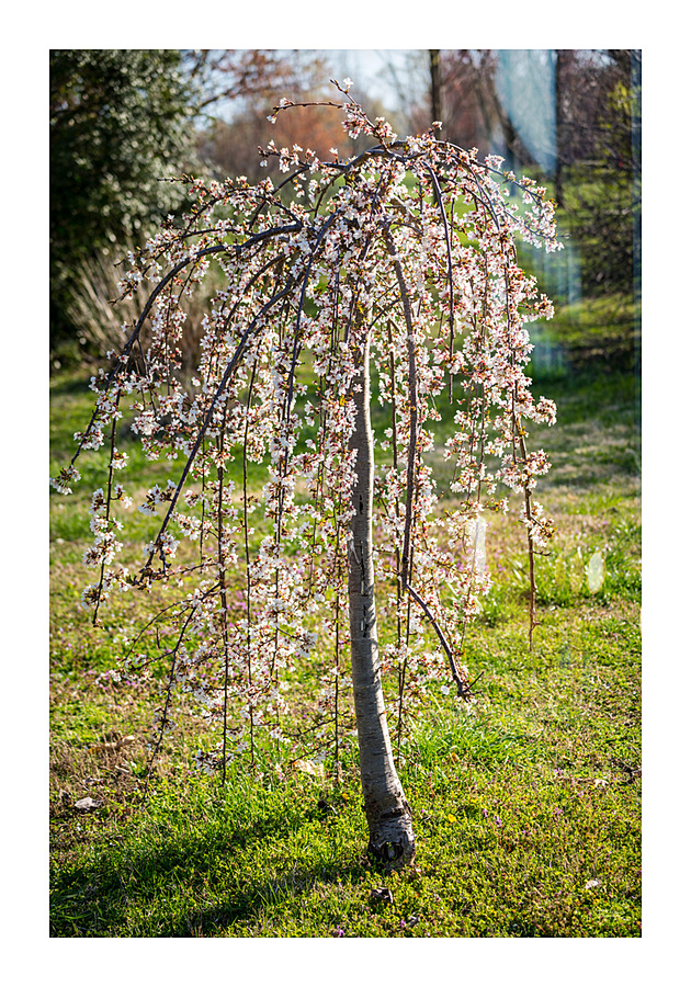 Little Weeping Cherry Tree Picture Frame print