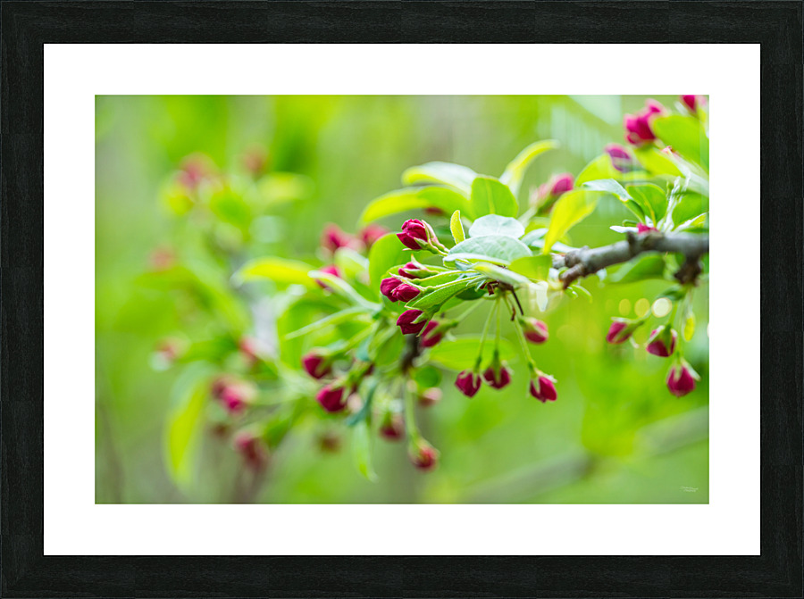 Spring Season Branches Picture Frame print