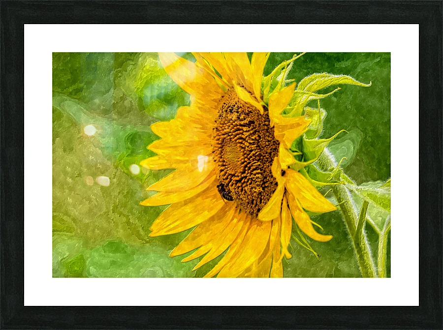Bee And Sunflower Painterly Picture Frame print
