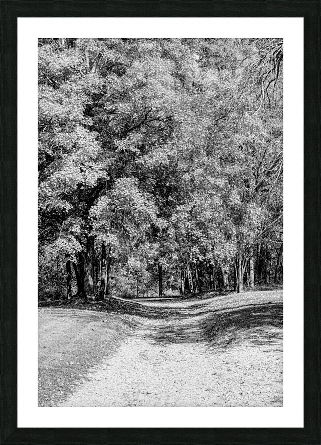 Driveway Under The Maple Tree Grayscale Picture Frame print
