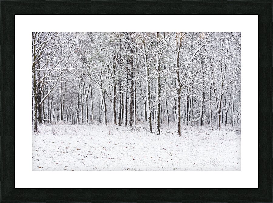 Snow Covered Woods Picture Frame print