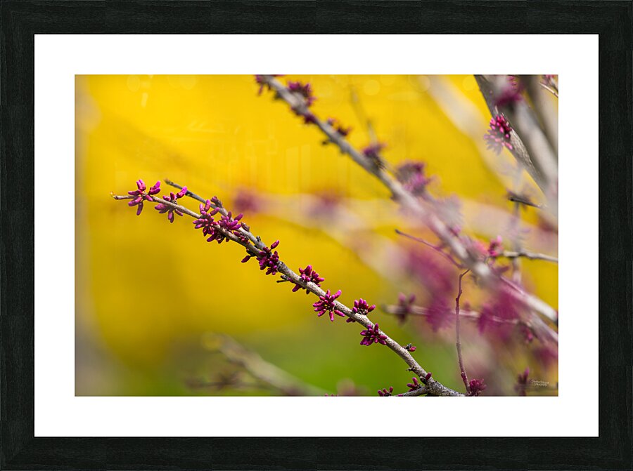 Redbud Tree Flower Buds Picture Frame print