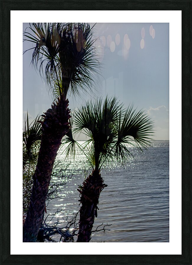 Two Palm Trees Evening Silhouette Picture Frame print