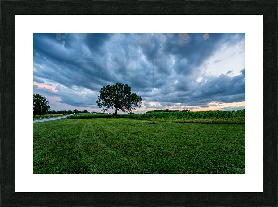 Country Road And Oak Tree Sunset Picture Frame print
