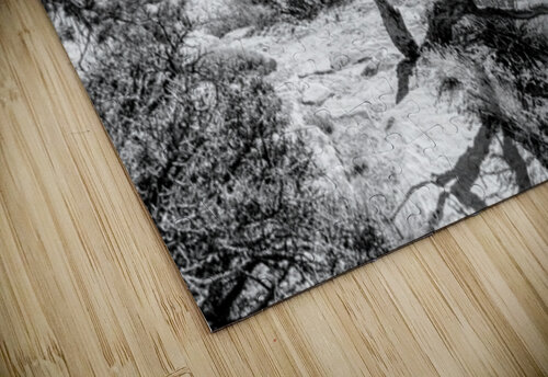 Crooked Tree At Spider Rock Grayscale Jennifer White puzzle