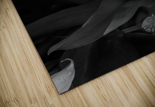 Calla Roll Grayscale Jennifer White puzzle