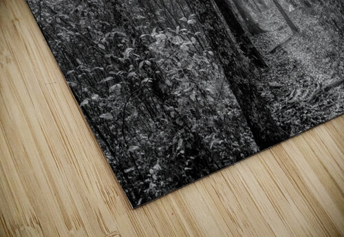 Sunrays Through Henning Conservation Woods Grayscale Jennifer White puzzle