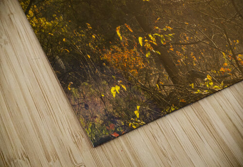 Spiderweb Forest Sunrise Jennifer White puzzle