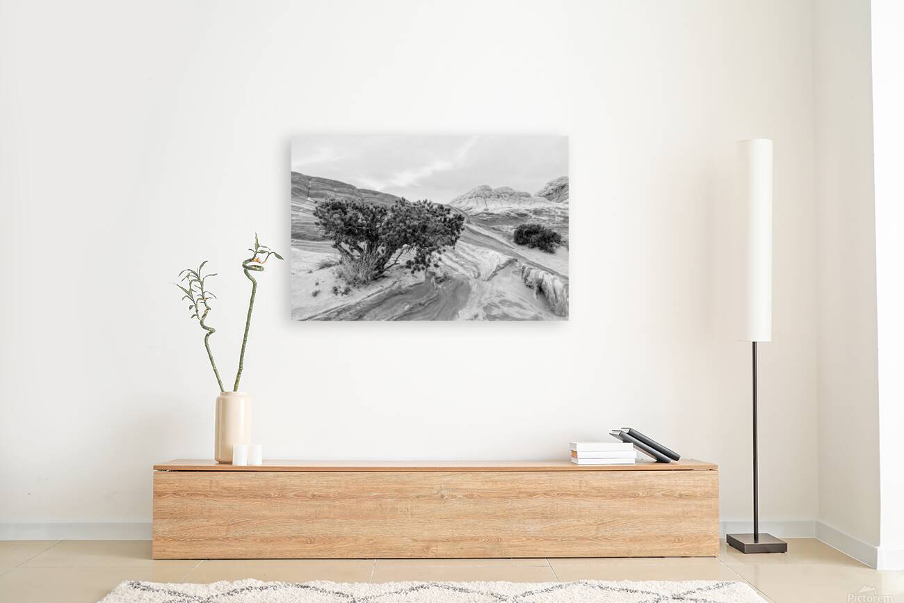 Juniper Growing In White Pocket Grayscale Reproduction